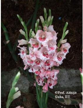 flower-show6-gangtok-copyrighted-abhijit-guha.jpg