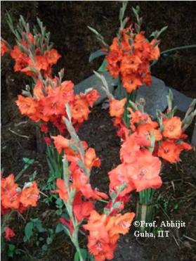 flower-show7-gangtok-copyrighted-abhijit-guha.jpg