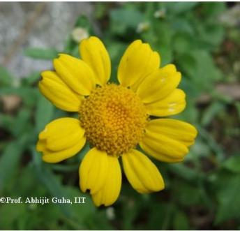 wild-flower1-darjeeling-abhijit-guha.jpg