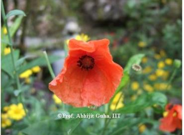 wild-flower4-darjeeling-abhijit-guha.jpg