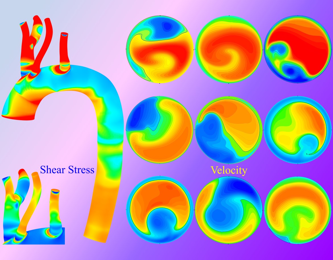 Highlight image for Fluid Dynamics of Human Thoracic Aorta POF Feb 2026